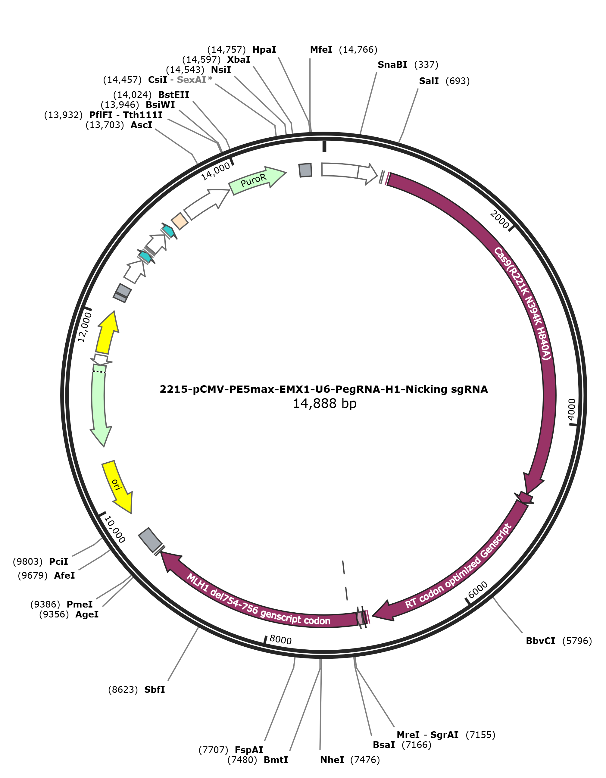 pCMV-PE5max-EMX1-U6-PegRNA-H1-Nicking sgRNA载体图谱.png